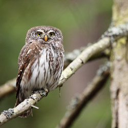 Sóweczka (Glaucidium passerinum)