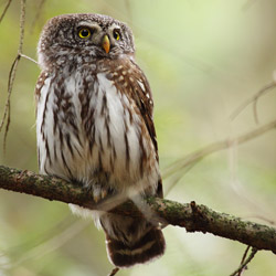 Eurasian Pygmy Owl (Glaucidium passerinum)