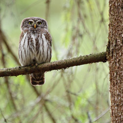 Sóweczka (Glaucidium passerinum)