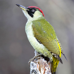 Dzięcioł zielony (Picus viridis)