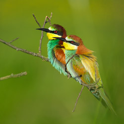 European Bee-eater (Merops apiaster)