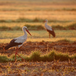 White Stork (Ciconia ciconia)