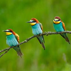 European Bee-eater (Merops apiaster)