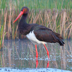 Black Stork (Ciconia nigra)