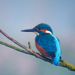 The common kingfisher (Alcedo atthis)