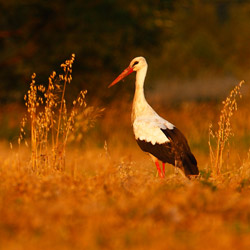 White Stork (Ciconia ciconia)