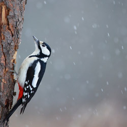 Great Spotted Woodpecker (Dendrocopos major)