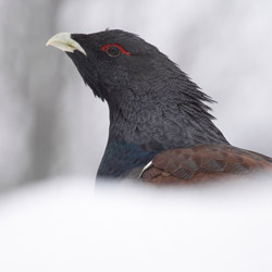 Capercaillie (Tetrao urogallus)