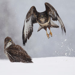 Myszołów zwyczajny (Buteo buteo)