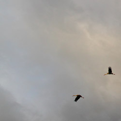 White Stork (Ciconia ciconia)