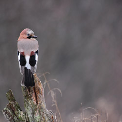 Eurasian Jay (Garrulus glandarius)