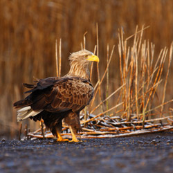 White-tailed Eagle (Haliaeetus albicilla)