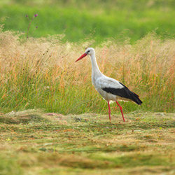 White Stork (Ciconia ciconia)