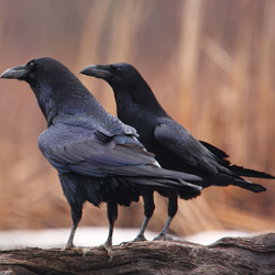 Kruk zwyczajny (Corvus corax)
