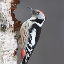 Middle spotted woodpecker (Dendrocopos medius)