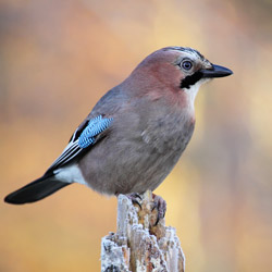 Eurasian Jay (Garrulus glandarius)