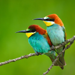 European Bee-eater (Merops apiaster)