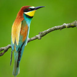 European Bee-eater (Merops apiaster)