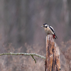 Dzięcioł duży (Dendrocopos major)