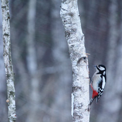 Great Spotted Woodpecker (Dendrocopos major)