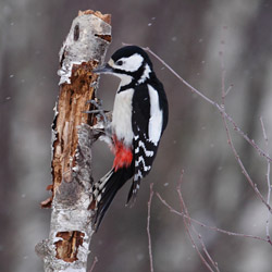 Great Spotted Woodpecker (Dendrocopos major)