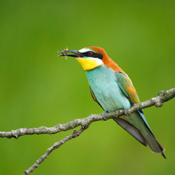 European Bee-eater (Merops apiaster)