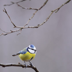 Eurasian blue tit (Cyanistes caeruleus)