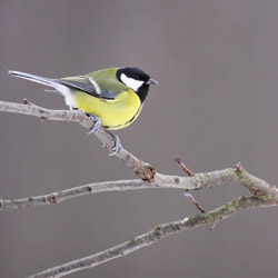 Great Tit (Parus major)