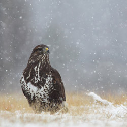 Common Buzzard (Buteo buteo)