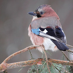 Eurasian Jay (Garrulus glandarius)