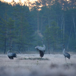 Common Cranes (Grus grus)