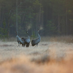 Common Cranes (Grus grus)