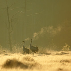 Common Cranes (Grus grus)