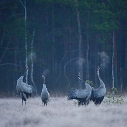 Common Cranes (Grus grus)