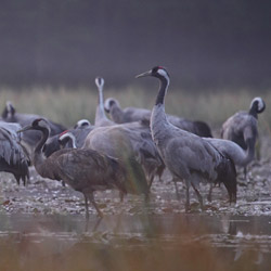 Common Cranes (Grus grus)