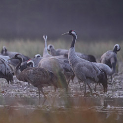 Żurawie (Grus grus)