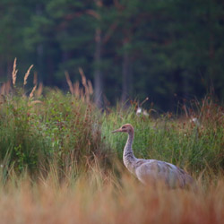 Żuraw (Grus grus)