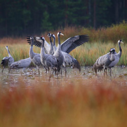 Common Cranes (Grus grus)