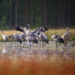 Common Cranes (Grus grus)