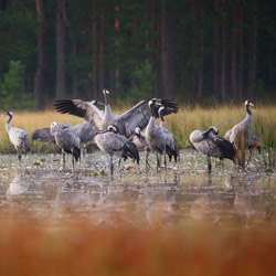 Żurawie (Grus grus)