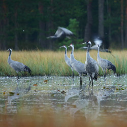 Common Cranes (Grus grus)