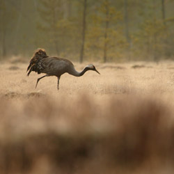 Common Crane (Grus grus)