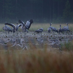 Common Cranes (Grus grus)