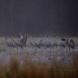 Common Cranes (Grus grus)