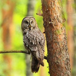 Great Grey Owl (Strix nebulosa)