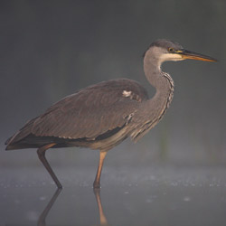 Grey Heron (Ardea cinerea)