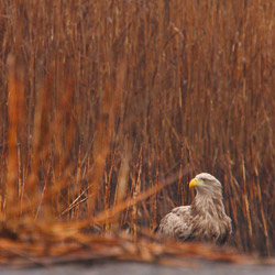 White-tailed Eagle (Haliaeetus albicilla)