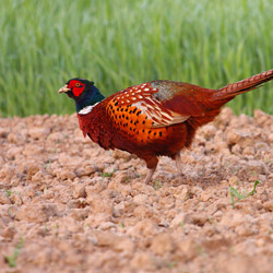 Common Pheasant (Phasianus colchicus)