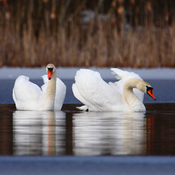 Łabędzie nieme (Cygnus olor)