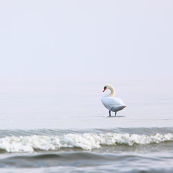 Mute Swan (Cygnus olor)